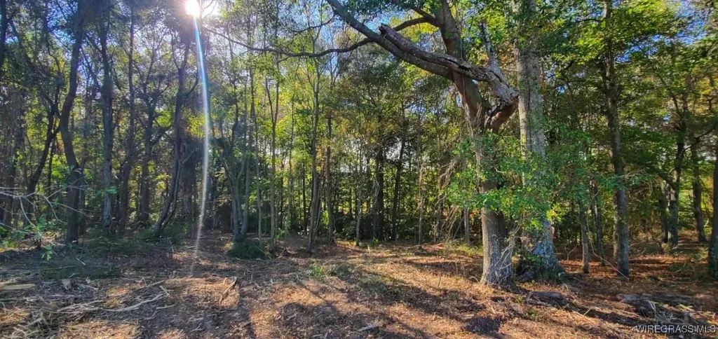 0 County Road 3319 Brundidge AL 36010