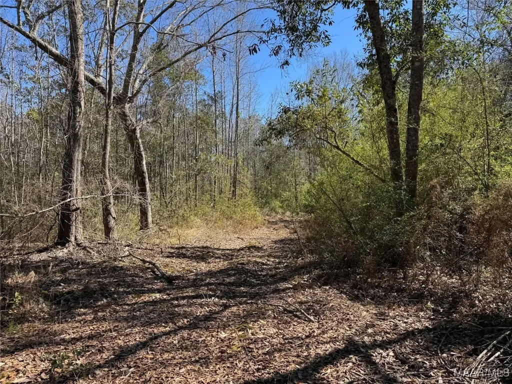 1245 S Ball Street Slocomb AL 36375