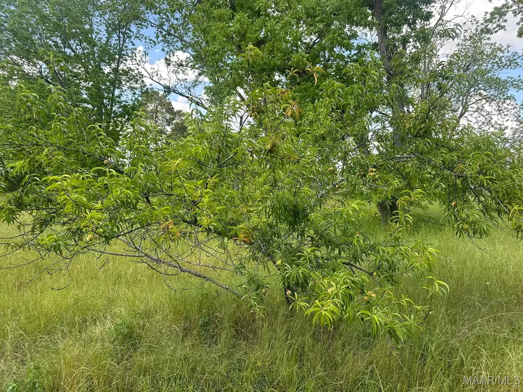 2085 County Road 3341 Brundidge AL 36010