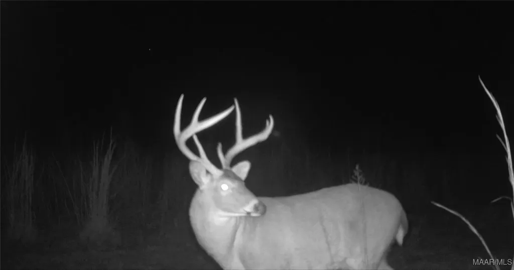 2085 County Road 3341 Brundidge AL 36010