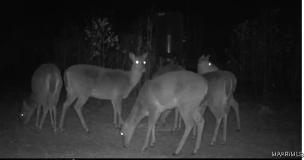 2085 County Road 3341 Brundidge AL 36010