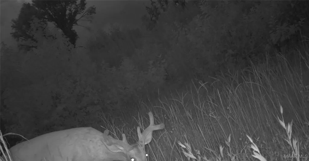 2085 County Road 3341 Brundidge AL 36010