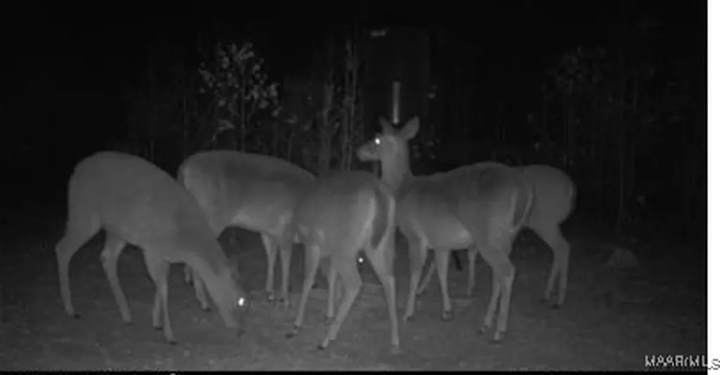 2085 County Road 3341 Brundidge AL 36010