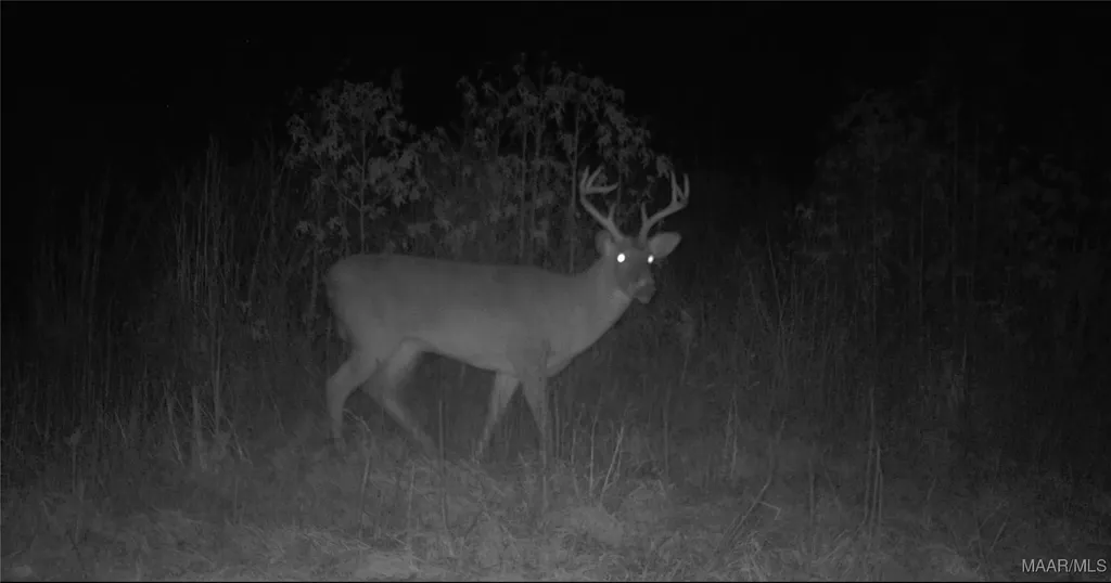 2085 County Road 3341 Brundidge AL 36010