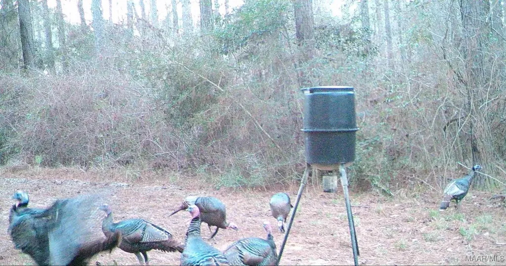 2085 County Road 3341 Brundidge AL 36010