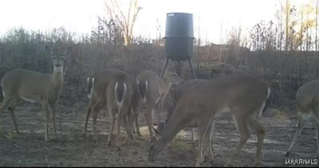 2085 County Road 3341 Brundidge AL 36010