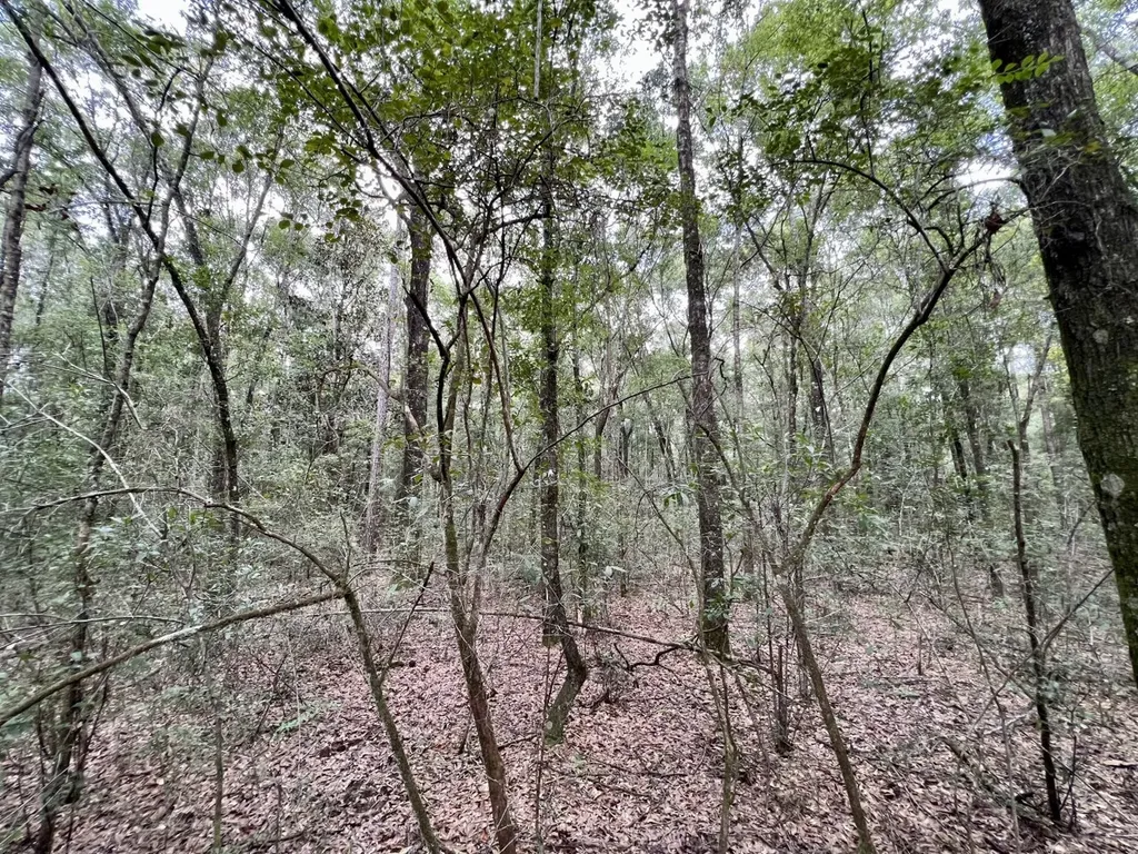 0 Bear Fork Road Mobile AL 36618