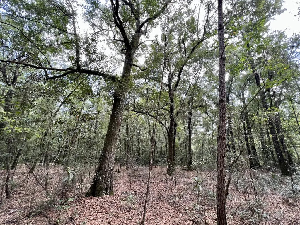 0 Bear Fork Road Mobile AL 36618