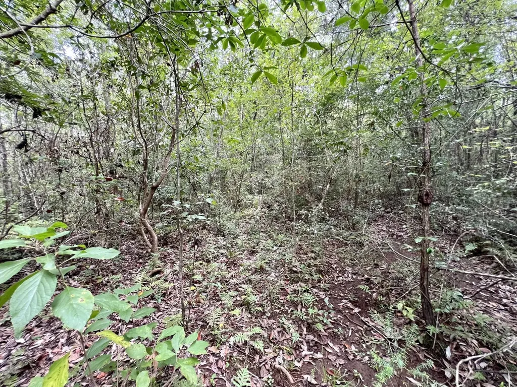 0 Bear Fork Road Mobile AL 36618