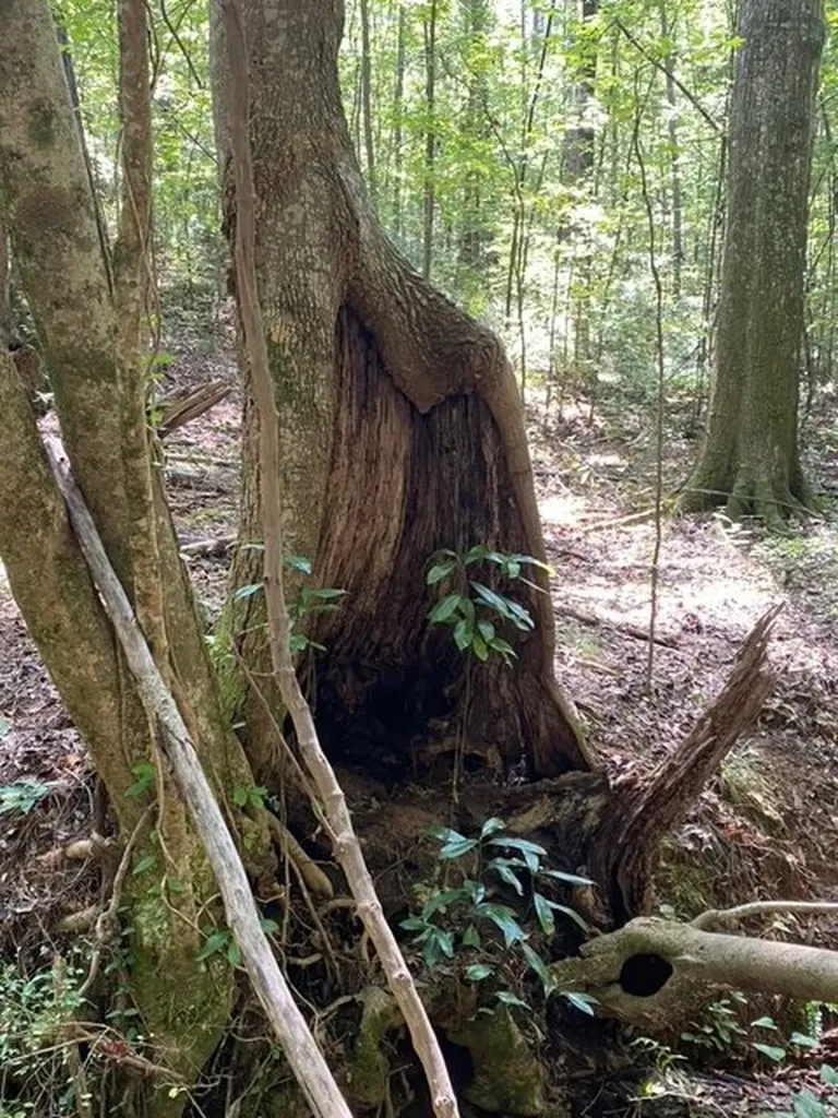 0 Wigdon Road Opelika AL 36801