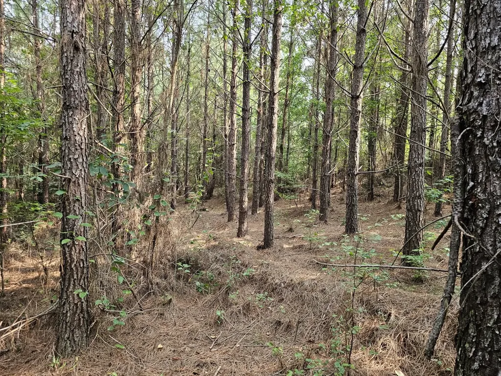 Tract 1 0 Alabama Highway 44 Brilliant AL 35548