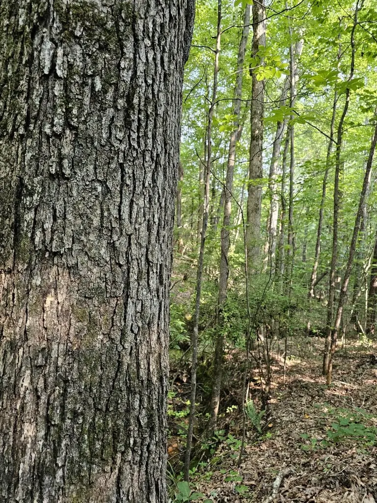 Tract 1 0 Alabama Highway 44 Brilliant AL 35548