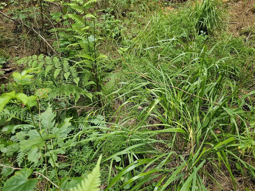 Tract 1 0 Alabama Highway 44 Brilliant AL 35548