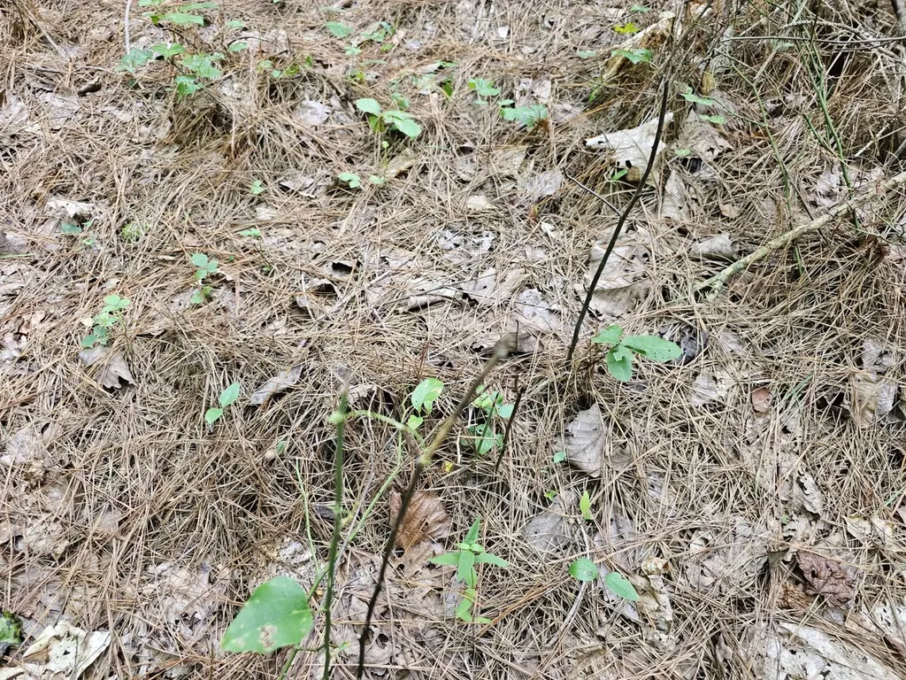 Tract 1 0 Alabama Highway 44 Brilliant AL 35548