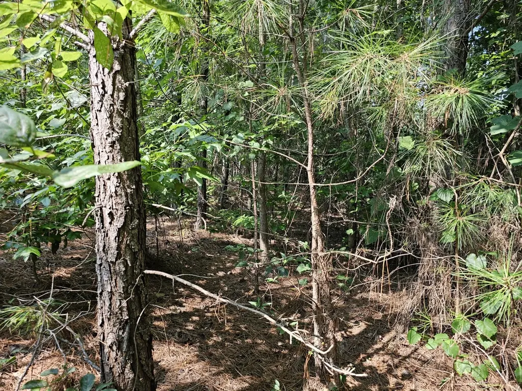 Tract 1 0 Alabama Highway 44 Brilliant AL 35548