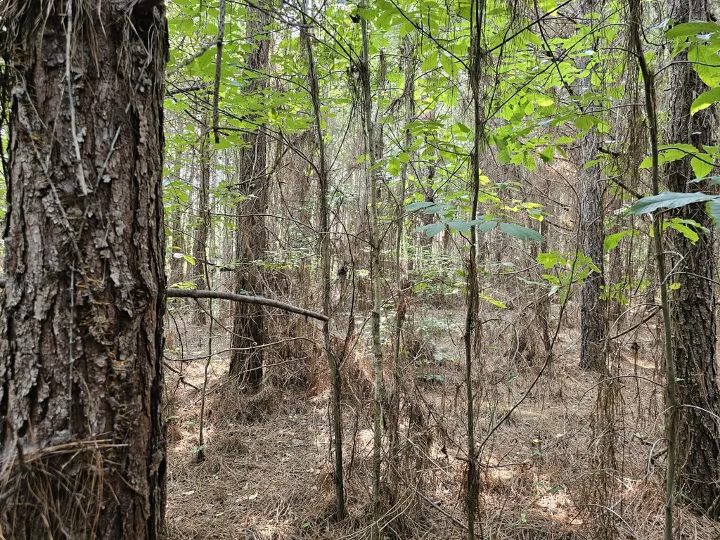 Tract 1 0 Alabama Highway 44 Brilliant AL 35548