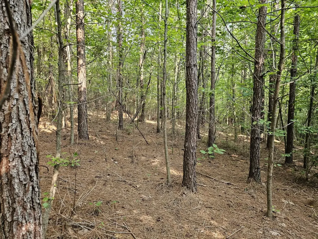 Tract 1 0 Alabama Highway 44 Brilliant AL 35548