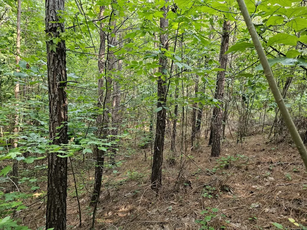 Tract 1 0 Alabama Highway 44 Brilliant AL 35548