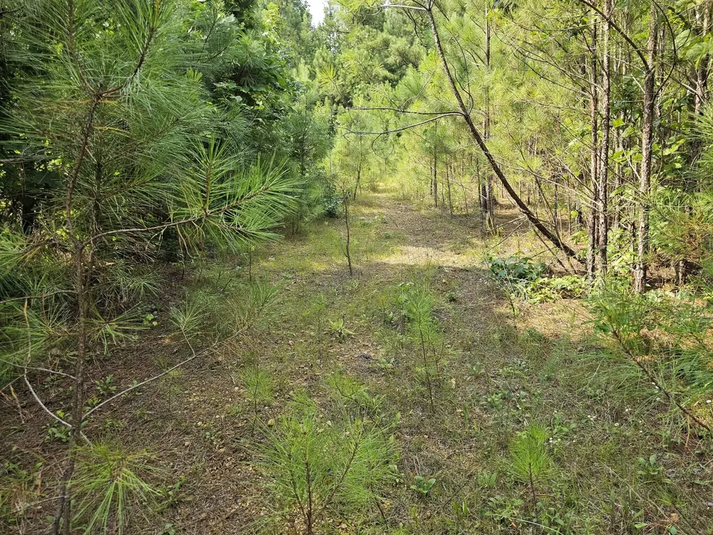 Tract 1 0 Alabama Highway 44 Brilliant AL 35548