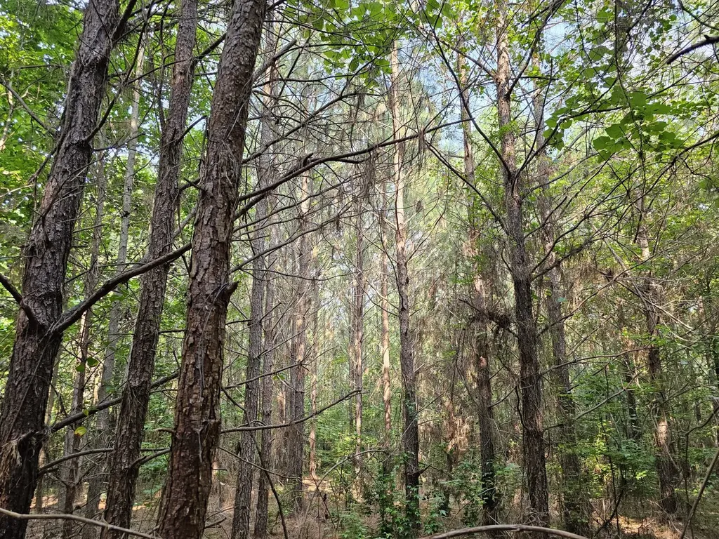 Tract 1 0 Alabama Highway 44 Brilliant AL 35548