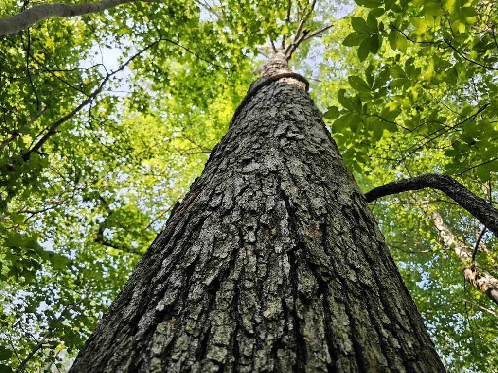 Tract 1 0 Alabama Highway 44 Brilliant AL 35548