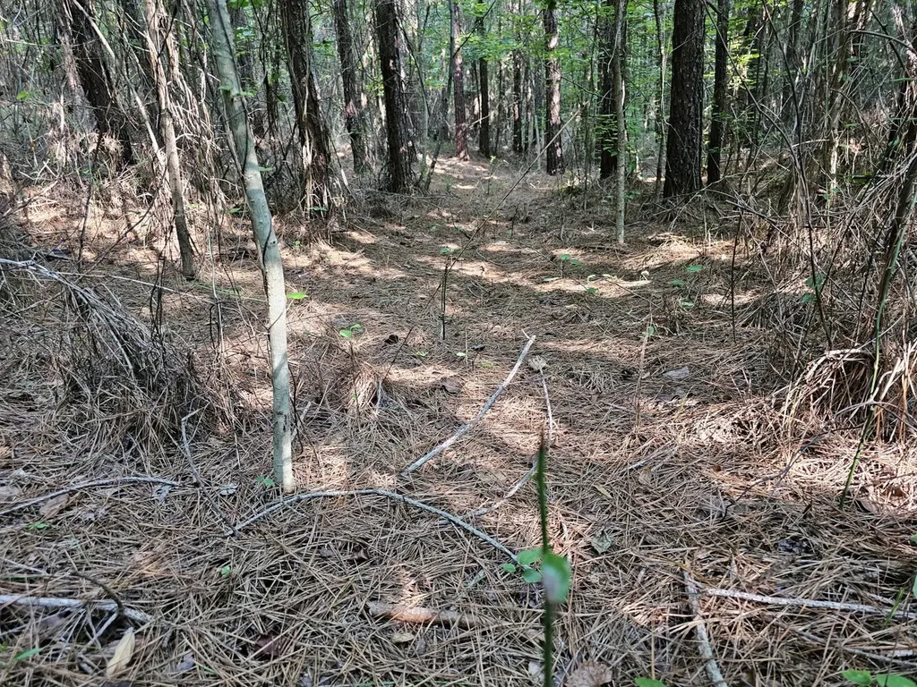 Tract 1 0 Alabama Highway 44 Brilliant AL 35548