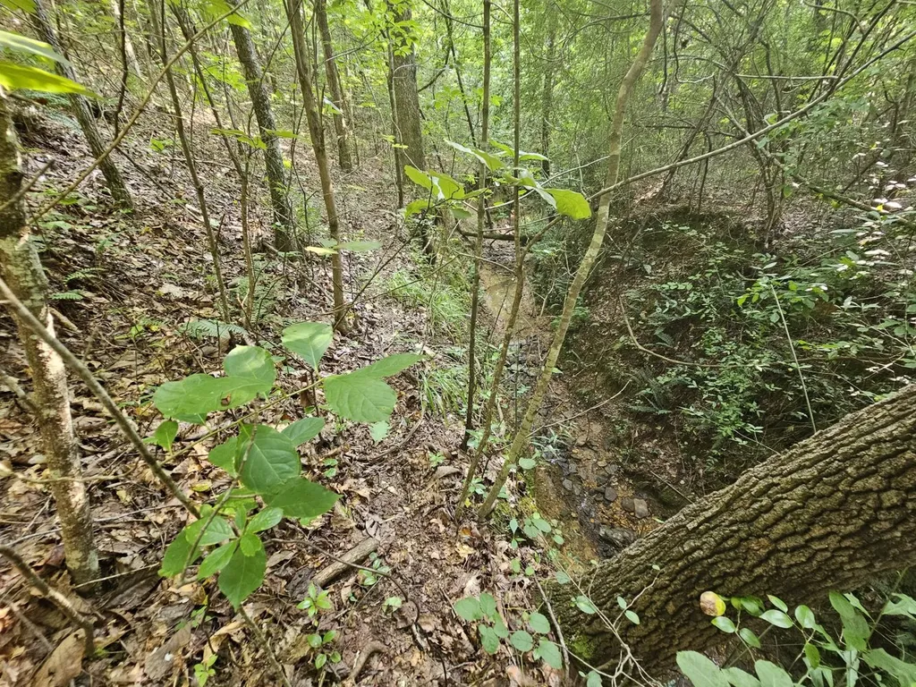 Tract 1 0 Alabama Highway 44 Brilliant AL 35548