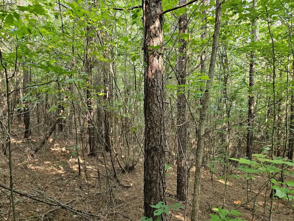 Tract 1 0 Alabama Highway 44 Brilliant AL 35548