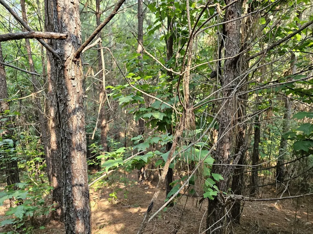 Tract 1 0 Alabama Highway 44 Brilliant AL 35548