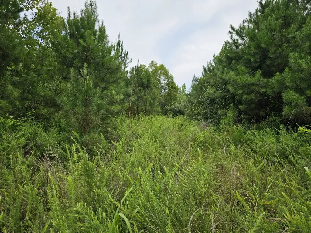 Tract 15 0 County Road 30 Brilliant AL 35548