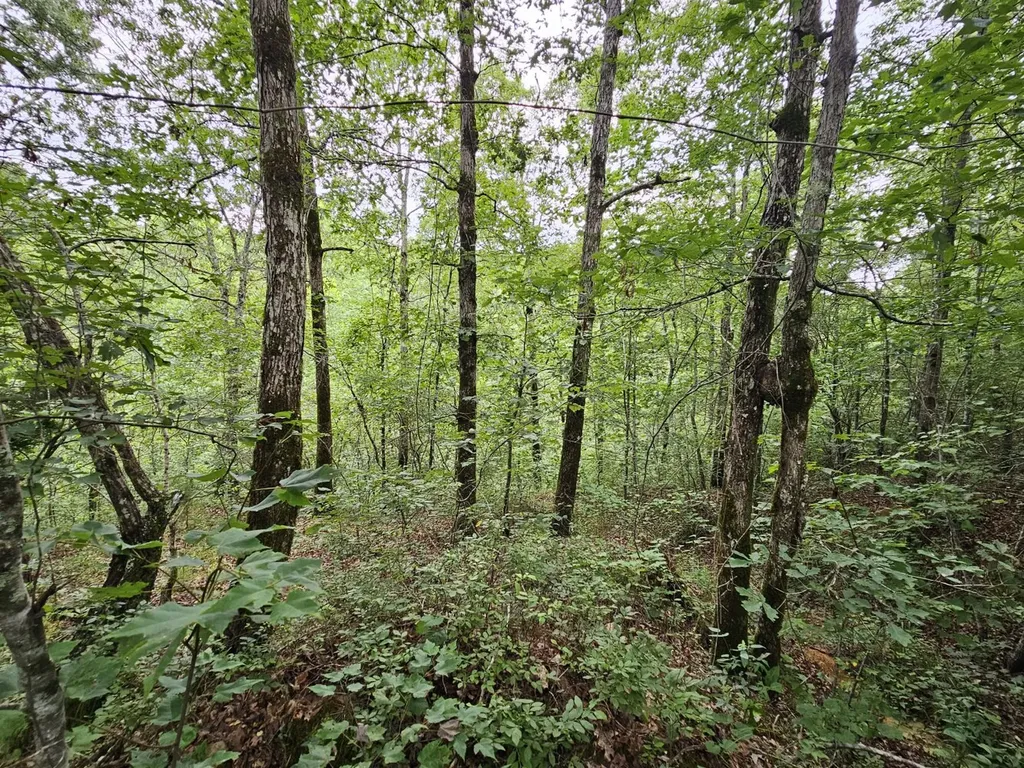 Tract 15 0 County Road 30 Brilliant AL 35548