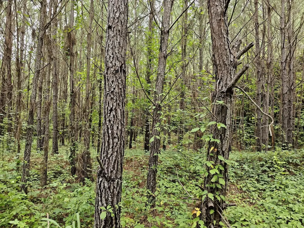 Tract 15 0 County Road 30 Brilliant AL 35548
