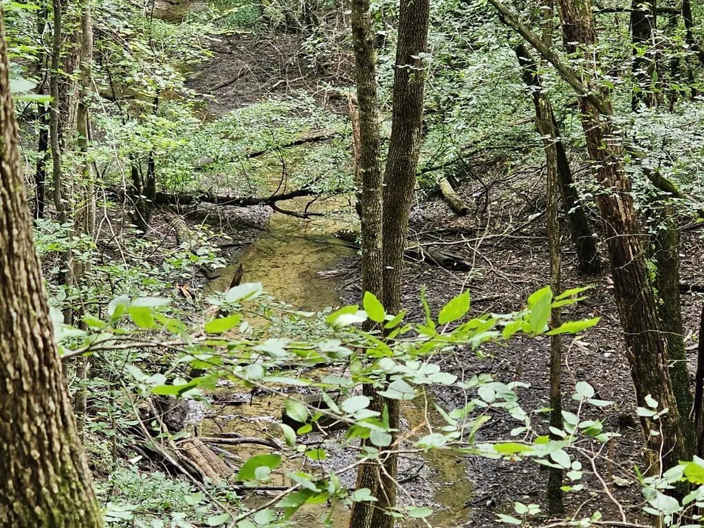 Tract 15 0 County Road 30 Brilliant AL 35548
