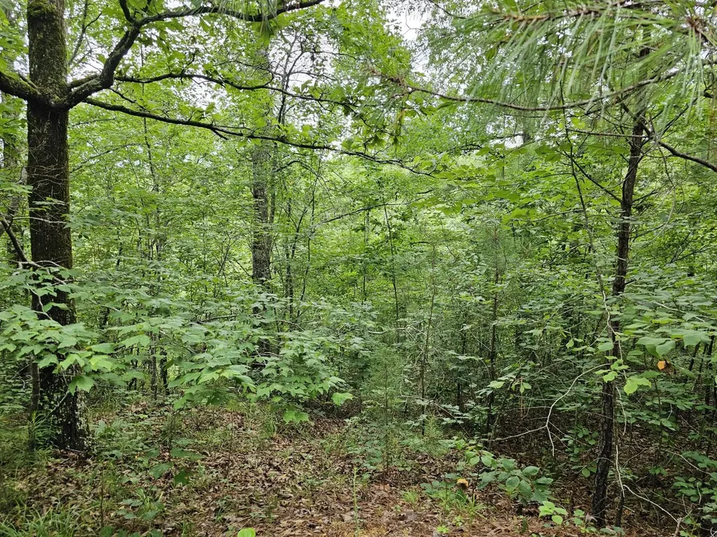 Tract 15 0 County Road 30 Brilliant AL 35548