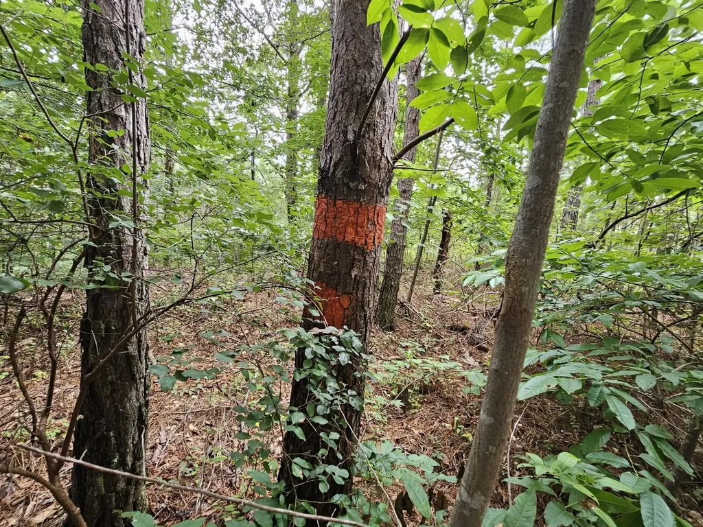 Tract 15 0 County Road 30 Brilliant AL 35548