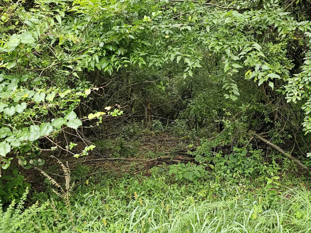 Tract 15 0 County Road 30 Brilliant AL 35548