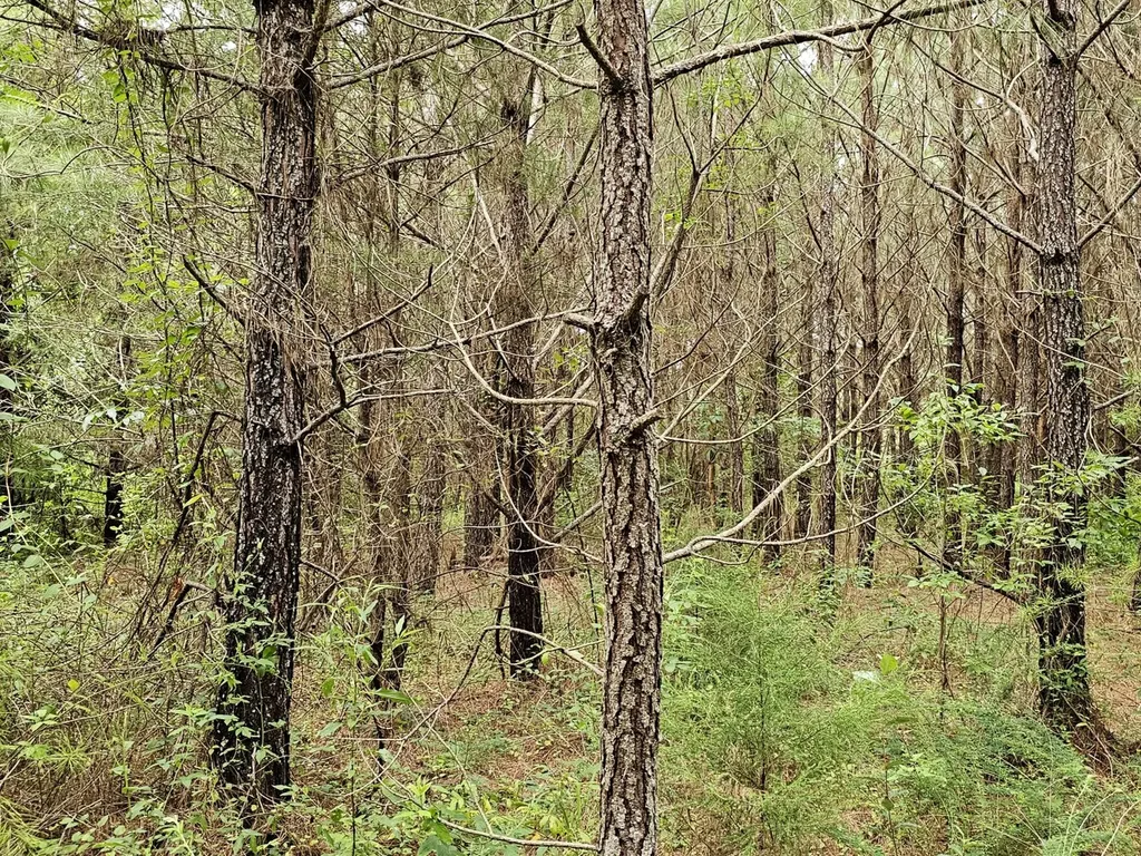 Tract 15 0 County Road 30 Brilliant AL 35548