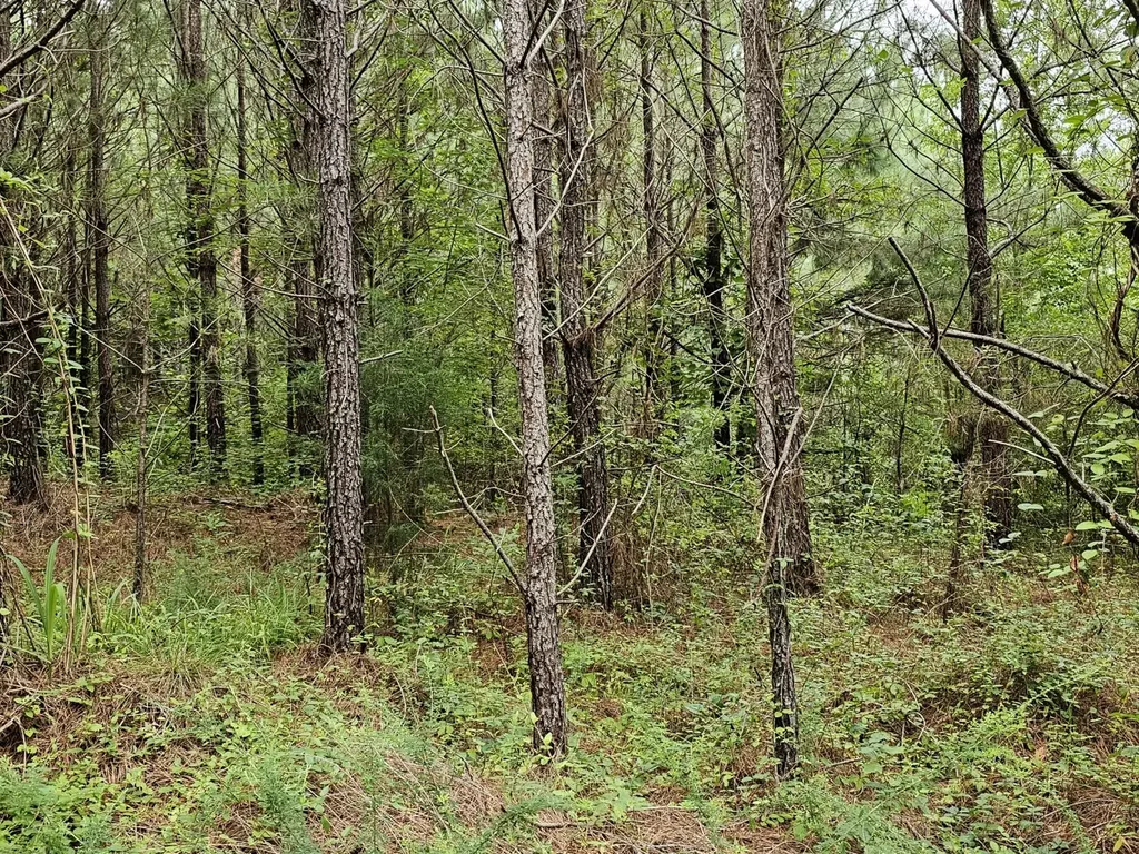 Tract 15 0 County Road 30 Brilliant AL 35548