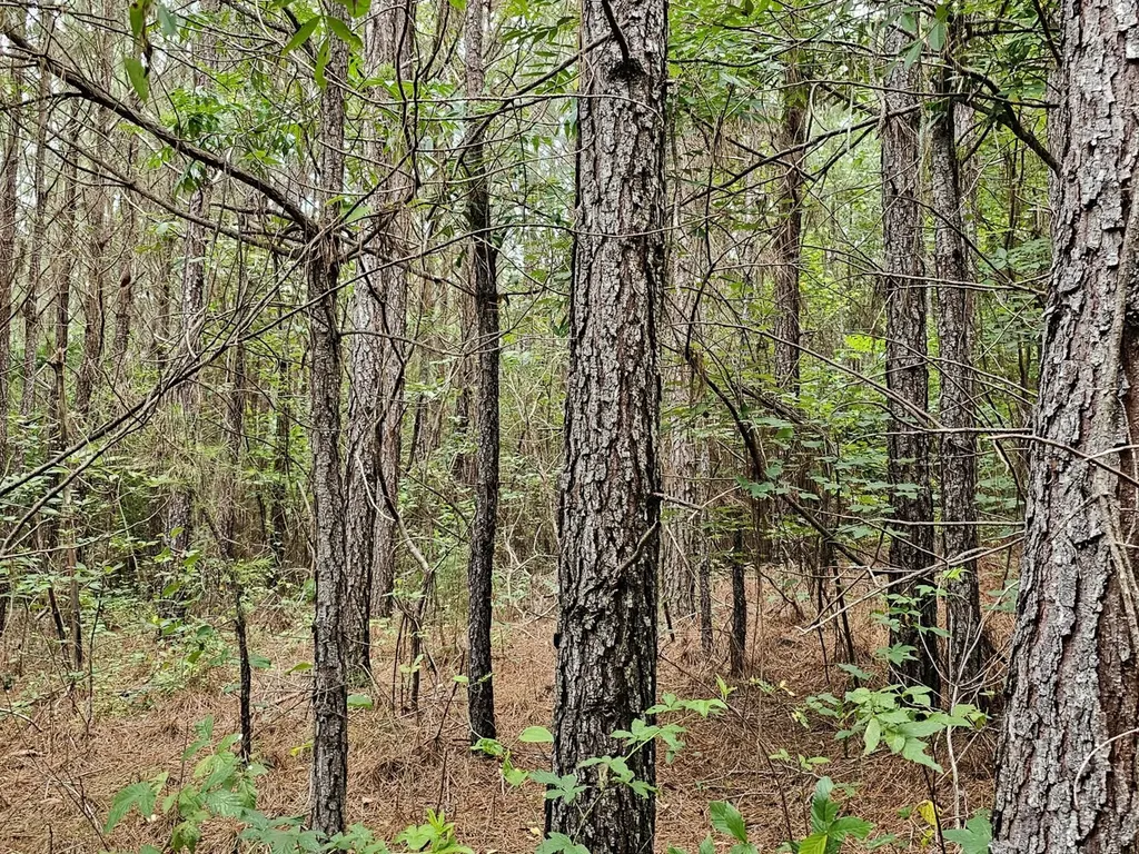 Tract 15 0 County Road 30 Brilliant AL 35548
