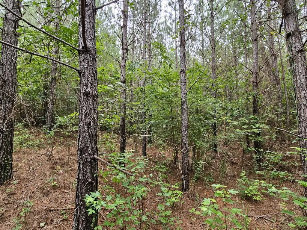 Tract 15 0 County Road 30 Brilliant AL 35548