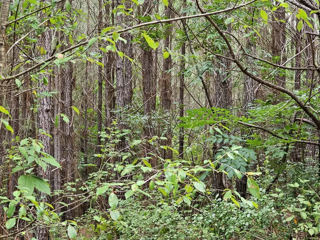 Tract 15 0 County Road 30 Brilliant AL 35548