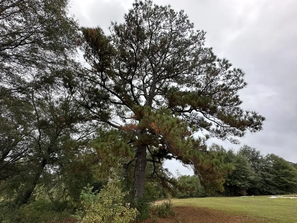 0 County Road 11, Tract A Ozark AL 36360