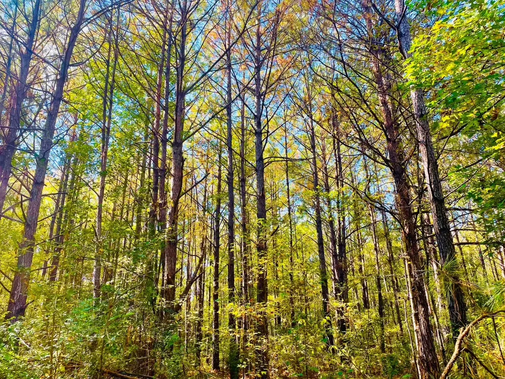 1 Mt Olive Road Butler AL 36904