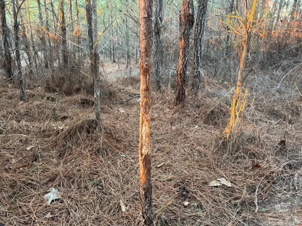 0-A Barrons Bridge Road Dadeville AL 36853