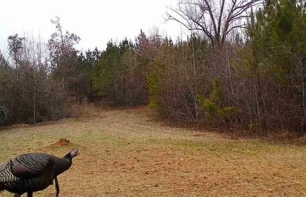 0-A Barrons Bridge Road Dadeville AL 36853