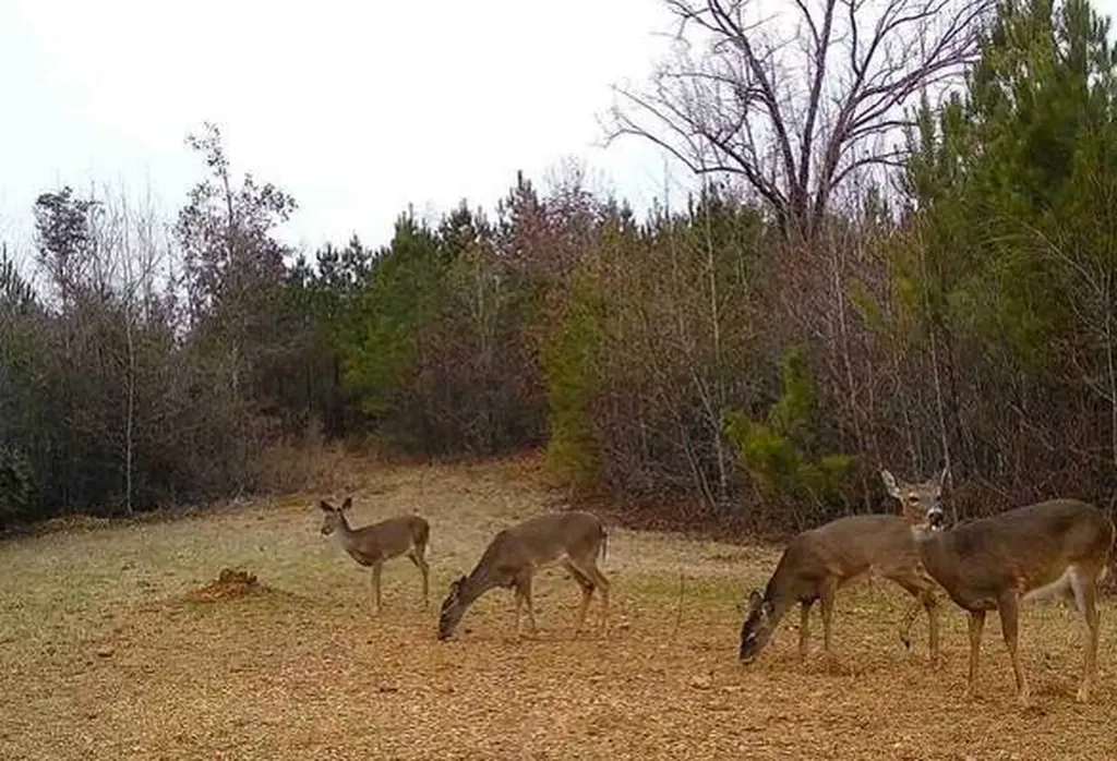 0-A Barrons Bridge Road Dadeville AL 36853