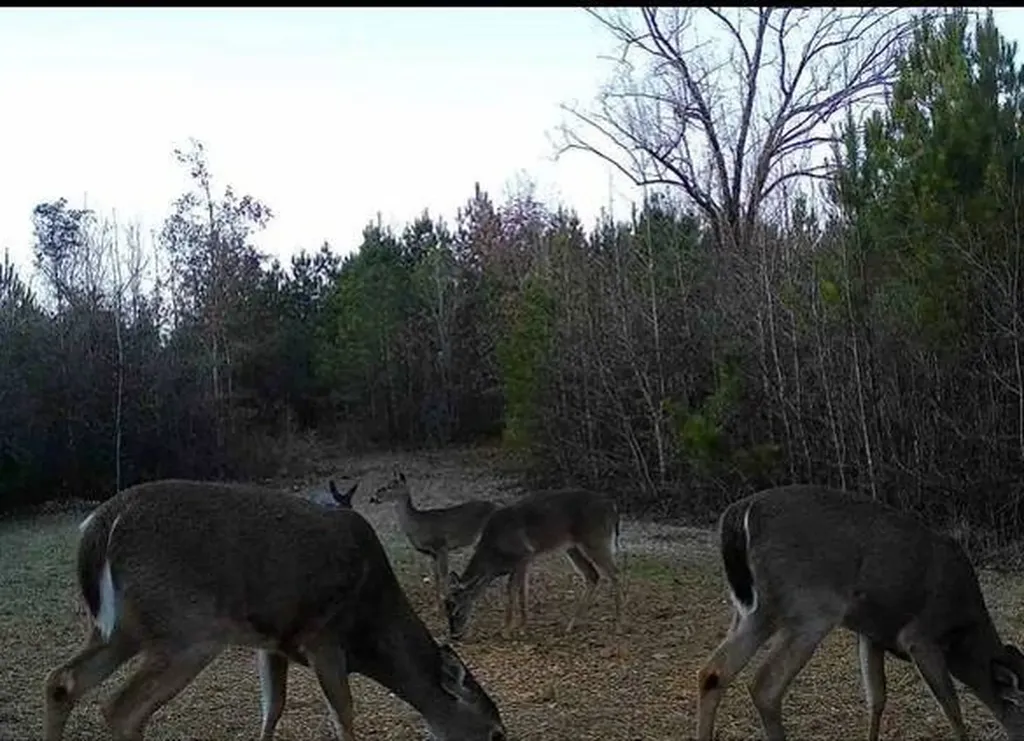 0-A Barrons Bridge Road Dadeville AL 36853