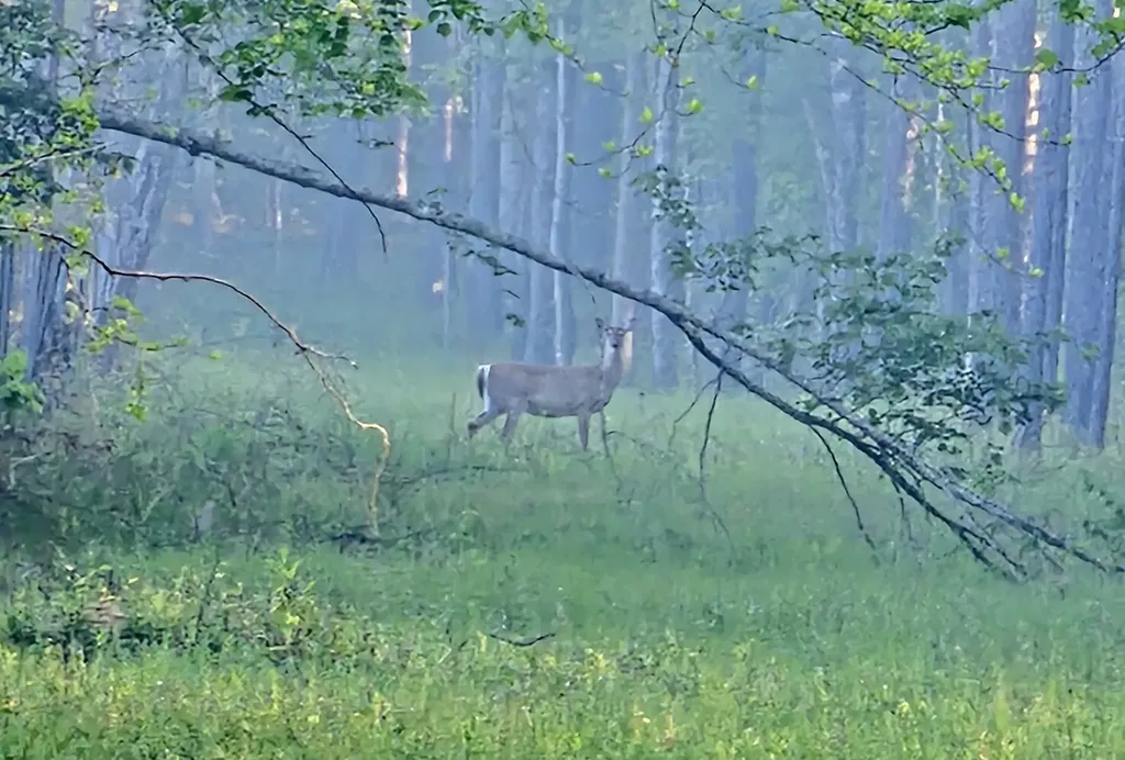 8821 Serene Drive Mccalla AL 35111