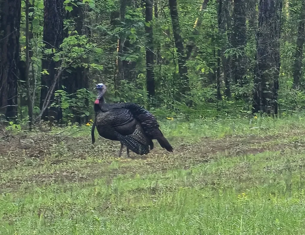 8821 Serene Drive Mccalla AL 35111