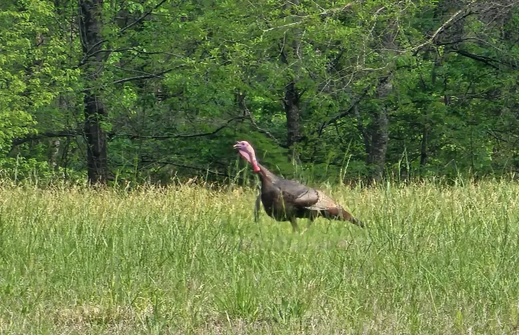 8821 Serene Drive Mccalla AL 35111